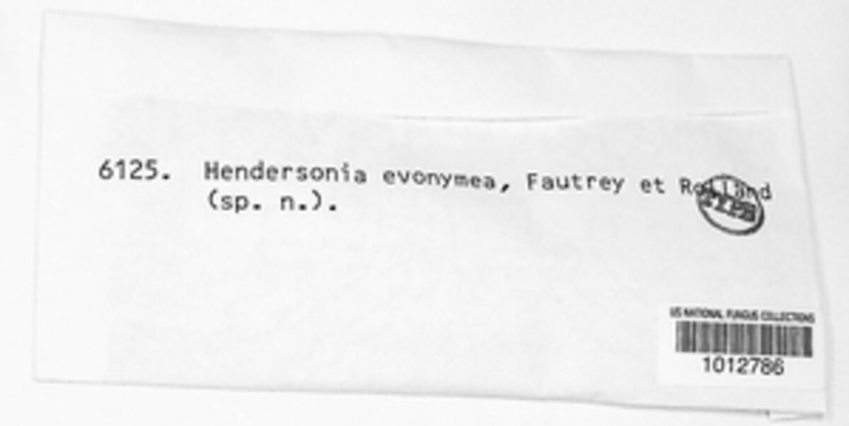 Hendersonia evonymea image